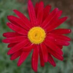 Margarétka ROBINSON RED, kont.0,5l