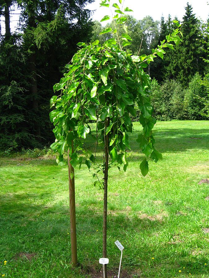 Moruša čierna previsnutá, 130 cm, voľný koreň