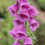 Náprstník purpurový 'Castor Rose', kont. 1 l