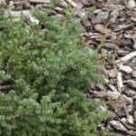 Nohovec, Podocarpus lawrencii 'Blue Gem', kont. 2l