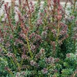 Nohovec, Podocarpus lawrencii 'Blue Gem', kont. 2l