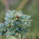 Nohovec, Podocarpus lawrencii 'Blue Gem', kont. 2l