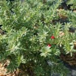 Nohovec, Podocarpus lawrencii 'Blue Gem', kont. 2l