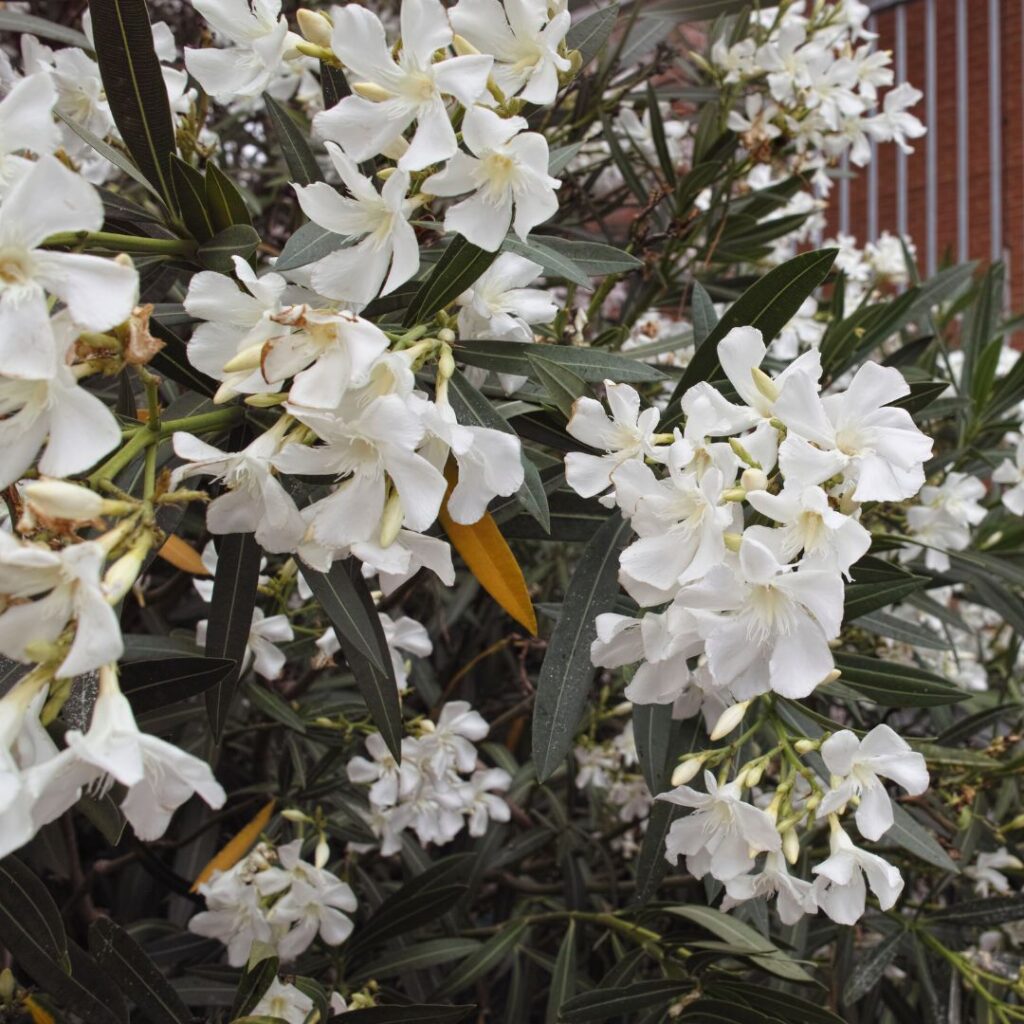 Oleander obyčajný - biely, 40-60 cm, kont. 3 l