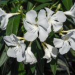 Oleander obyčajný - biely, 40-60 cm, kont. 3 l