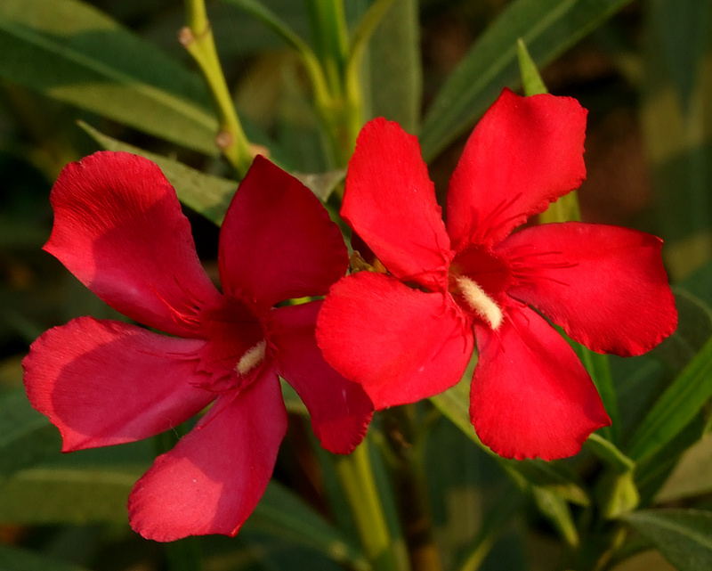 Oleander obyčajný - červený, 40-60 cm, kont. 3 l