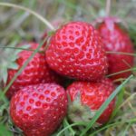 Organicko - minerálne hnojivo na jahody a drobné ovocie 1kg