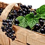 Ríbezľa čierna 'OTELO', kríčková, stredne neskorá, kont. 2 l