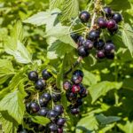 Ríbezľa čierna 'OTELO', kríčková, stredne neskorá, kont. 2 l