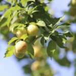 Ringlota ´OULINSKÁ´, samoopelivá, skorá, podp. myrobalán, voľný koreň