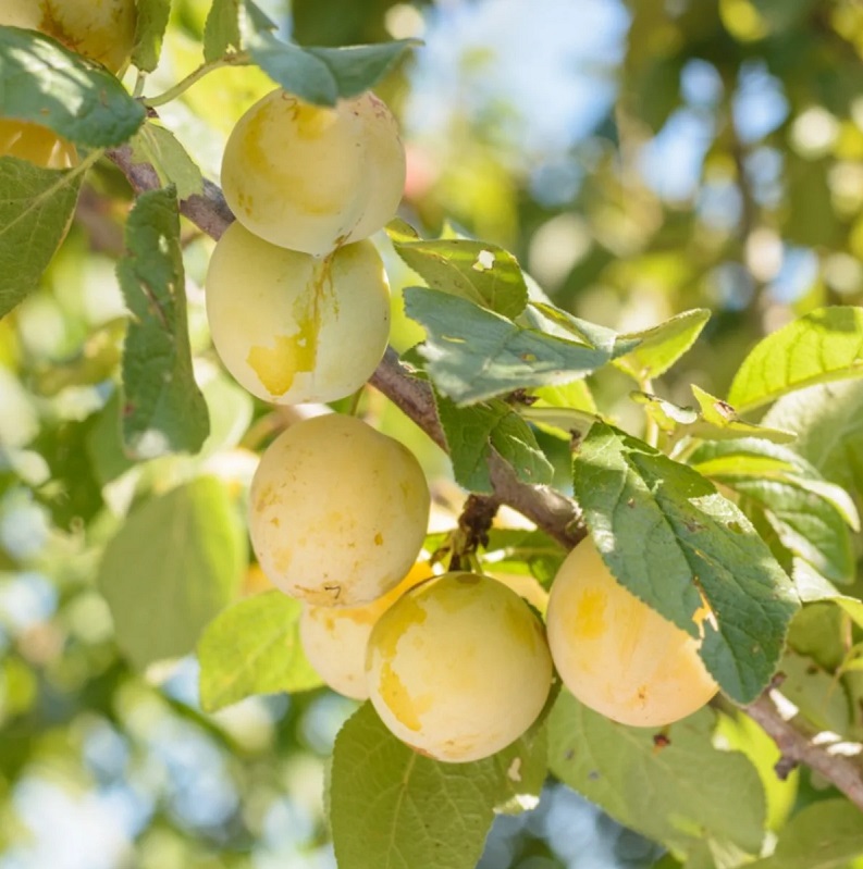 Ringlota ´OULINSKÁ´, samoopelivá, skorá, podp. myrobalán, voľný koreň