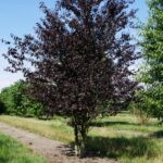 Slivka čerešňoplodá 'NIGRA', kont. 20 l