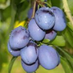Slivka TOPTASTE, rezistentná, stredne neskorá, samoopelivá, podp.Myrobalan, voľný koreň