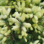 Smrek biely 'DAISY WHITE', 60-70cm, kont. 10l