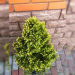 Smrek biely 'SUN ON THE SKY', 20-30cm, kont. 2l