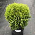 Tuja západná 'DANICA' 20-30cm, kont. 2,5l