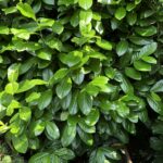 Vavrínovec lekársky ´NOVITA´, 120-140cm, kont. 20 l