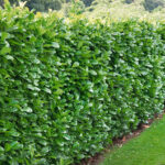 Vavrínovec lekársky ´NOVITA´, 120-140cm, kont. 20 l