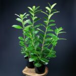 Vavrínovec lekársky ´NOVITA´, 120-140cm, kont. 20 l