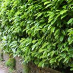 Vavrínovec lekársky ´NOVITA´, 120-140cm, kont. 20 l