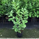 Vavrínovec lekársky ´NOVITA´, 120-140cm, kont. 20 l