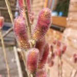 Vŕba japonská MOUNT ASO, 50-60cm, kont. 7,5 l