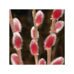 Vŕba japonská MOUNT ASO, 50-60cm, kont. 7,5 l