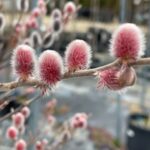 Vŕba japonská MOUNT ASO, 50-60cm, kont. 7,5 l