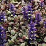 Zbehovec plazivý ´BURGUNDY GLOW´, kont. 0,5l