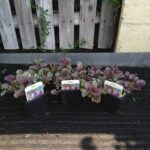 Zbehovec plazivý ´BURGUNDY GLOW´, kont. 0,5l