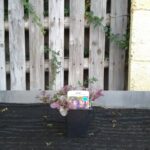 Zbehovec plazivý ´BURGUNDY GLOW´, kont. 0,5l