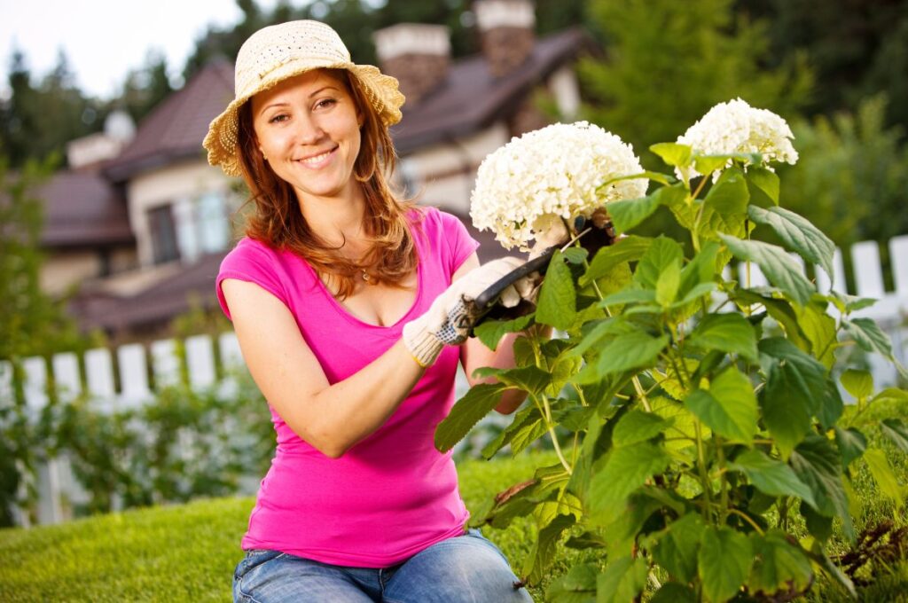 hortenzia pestovanie | rozmnožovanie hortenzie | Zelený Dom