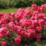 Ruža mnohokvetá ‘BAD BIRNBACH‘ KORDES, kont. 2l