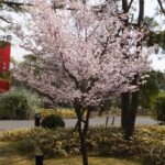 Čerešňa okrasná 'MIKINORI', 30-40cm, kont. 2l