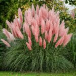Pampová tráva ´ROSEA´, kont. 0,5l