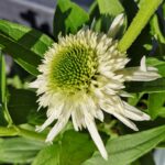 Echinacea 'DELICIOUS NOUGAT', kont. 0,5l