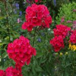 Flox metlinatý ´EARLY RED´, kont. 1l