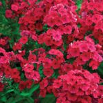 Flox metlinatý ´EARLY RED´, kont. 1l