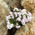 Flox šidlolistý 'AMAZING GRACE', kont.0,5l