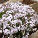 Flox šidlolistý 'AMAZING GRACE', kont.0,5l