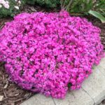 Flox šidlolistý 'MCDANIEL´S CUSHION', kont.0,5l