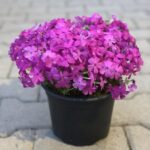 Flox šidlolistý 'MCDANIEL´S CUSHION', kont.0,5l