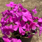 Flox šidlolistý 'MCDANIEL´S CUSHION', kont.0,5l