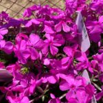 Flox šidlolistý 'MCDANIEL´S CUSHION', kont.0,5l