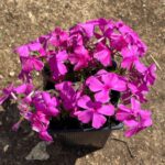 Flox šidlolistý 'MCDANIEL´S CUSHION', kont.0,5l