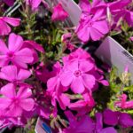 Flox šidlolistý 'MCDANIEL´S CUSHION', kont.0,5l