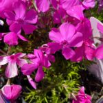 Flox šidlolistý 'MCDANIEL´S CUSHION', kont.0,5l