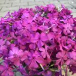 Flox šidlolistý 'MCDANIEL´S CUSHION', kont.0,5l