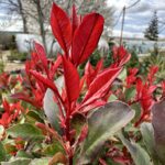 Červienka ´RED ROBIN NANA´, km. 90cm, kont.20l