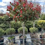 Červienka ´RED ROBIN NANA´, km. 90cm, kont.20l